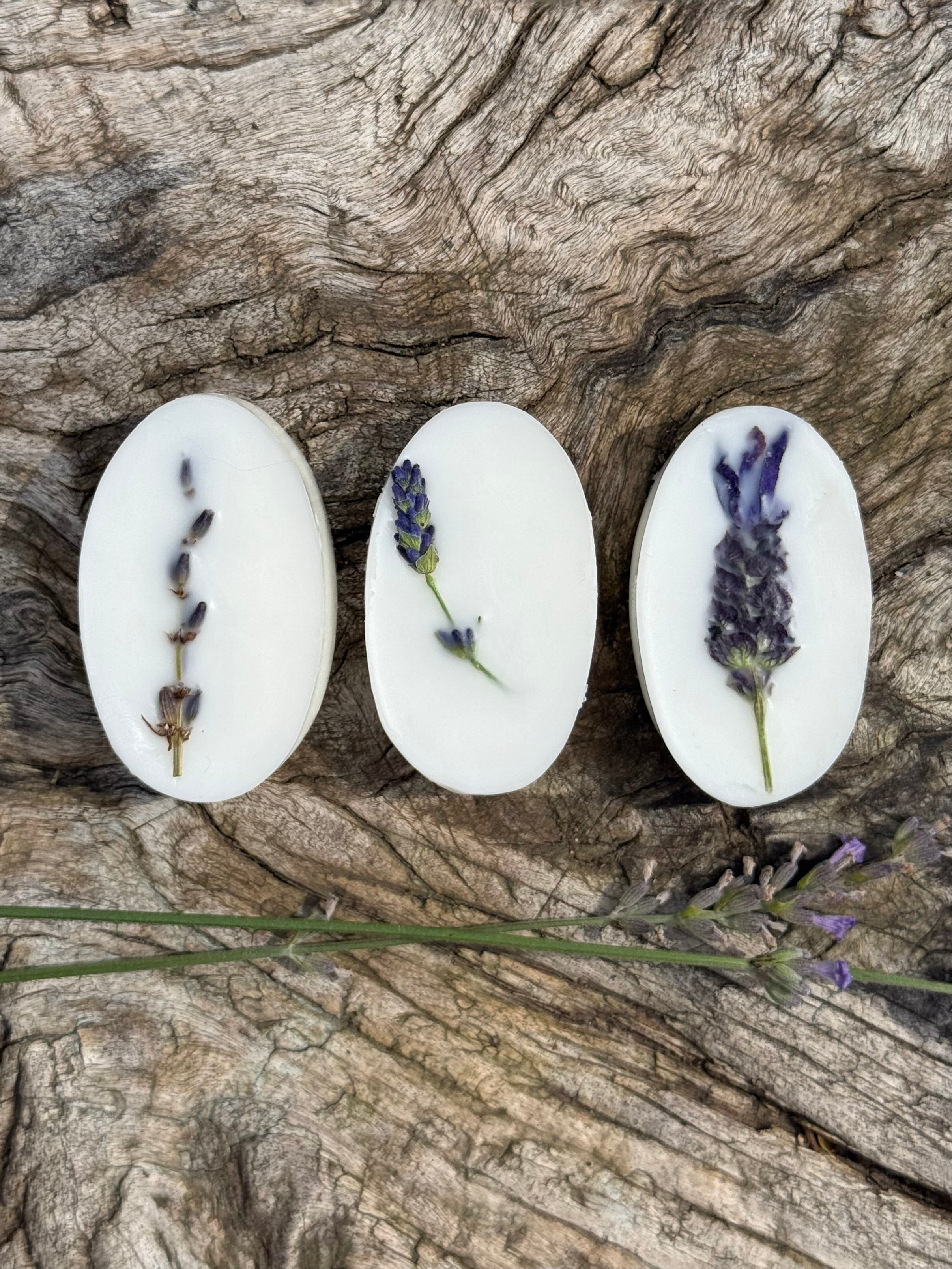 3 LAVENDER MELTS